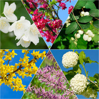 Haie des quatre saisons Tamarix + Forsythia + Philadelphus + Ribes + Symphonicarpus + Viburnum - Plants à racines nues