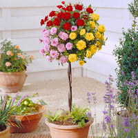 Rosier-tige Rosa 'Tricolor' rouge-rose-jaune  - Plants à racines nues