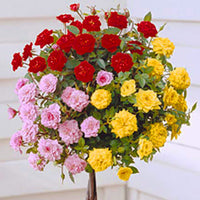 Rosier-tige Rosa 'Tricolor' rouge-rose-jaune  - Plants à racines nues