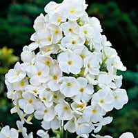 3x Phlox Phlox 'White Admiral' blanc - Plants à racines nues