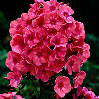 3x Phlox Phlox 'Windsor' rose - Plants à racines nues