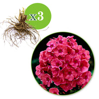 3x Phlox Phlox 'Windsor' rose - Plants à racines nues