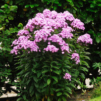 3x Phlox 'Laura' blanc-violet - Plants à racines nues