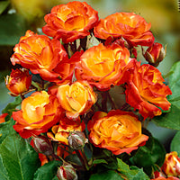 Rosier-tige Rosa 'Cuba Dance' orangé-jaune-rouge - Plants à racines nues