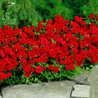 Rosier multiflore Rosa 'Stromboli' rouge - Plants à racines nues