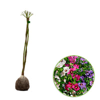 Mauve en arbre Hibiscus 'Hardy Hibiscus' + 'Rose of Sharon' + 'Rose Mallow' blanc-rose-violet