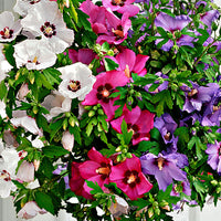 Mauve en arbre Hibiscus 'Hardy Hibiscus' + 'Rose of Sharon' + 'Rose Mallow' blanc-rose-violet