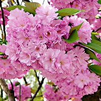 Cerisier du japon Prunus 'Amanogawa' rose - Plants à racines nues