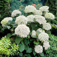 Hortensia Hydrangea 'Annabelle' Blanc