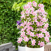 Clématite ‘Piilu‘ rose