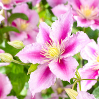 Clématite ‘Piilu‘ rose
