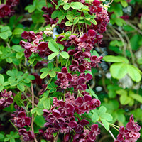 Akébie à cinq feuilles 'Quinata' vert-violet