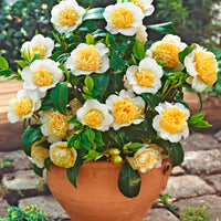 Rose du Japon Camellia 'Brushfields Yellow' blanc-jaune