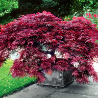 Érable du Japon 'Garnet' rouge