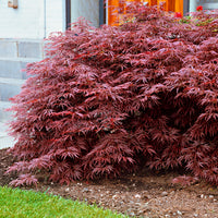 Érable du Japon 'Garnet' rouge