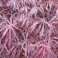 Érable du Japon 'Garnet' rouge