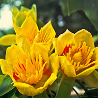 Tulipier de Virginie