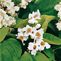 Catalpa Catalpa bignonioides blanc - Plants à racines nues