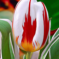 16x Tulipes Tulipa 'Happy Generation' rouge-blanc