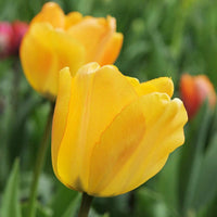 15x Tulipes