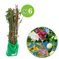 Haie des quatre saisons Tamarix + Forsythia + Philadelphus + Ribes + Symphonicarpus + Viburnum - Plants à racines nues