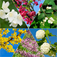 Haie des quatre saisons Tamarix + Forsythia + Philadelphus + Ribes + Symphonicarpus + Viburnum - Plants à racines nues