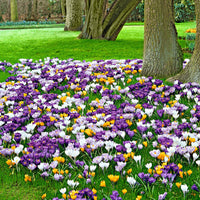 25x Grandes fleurs crocus Crocus grandiflorus - Mélange 'Sensation'