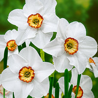 15x Narcisses  Narcissus 'Recurvus' blanc-orangé-jaune