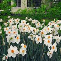 15x Narcisses  Narcissus 'Recurvus' blanc-orangé-jaune