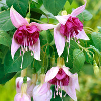 3x Doubles fleurs Fuchsia   'Bella Rosella' Blanc-Rose avec pot décoratif