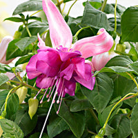 3x Doubles fleurs Fuchsia   'Bella Rosella' Blanc-Rose avec pot décoratif