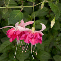 3x Doubles fleurs Fuchsia 'Bella Rosella' rose