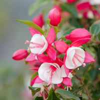 3x Fuchsia 'Lady Thumb' rose-blanc