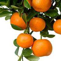 Calamondin Citrus mitis 'Calamondin' Orangé