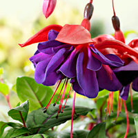 3x Doubles fleurs Fuchsia 'Voodoo' rose-violet