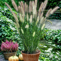 Pennisetum Pennisetum 'Hameln' blanc