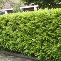6x Laurier-cerise Prunus 'Novita' - Plants à racines nues