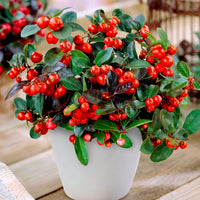 Gaultheria Big Berry 2x Gaulthérie Gaultheria 'Big Berry' rouge-blanc avec neige 'Big Berry'