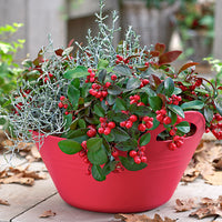 Gaultheria Big Berry 2x Gaulthérie Gaultheria 'Big Berry' rouge-blanc avec neige 'Big Berry'