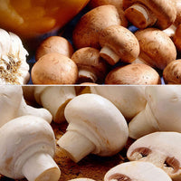 2x Set de culture de champignons 'Albidus' + 'Avellaneus' - Bio