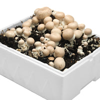 2x Set de culture de champignons 'Albidus' + 'Avellaneus' - Bio