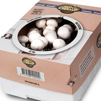 2x Set de culture de champignons 'Albidus' + 'Avellaneus' - Bio