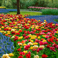 25x Tulipes doubles - mélange