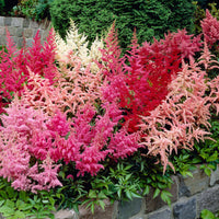 5x Astilbes - Mélange ‘Magic‘ - Racines nues