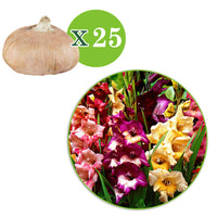 25x Glaïeul Gladiolus - Mélange 'Glamini'