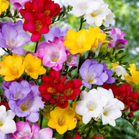 50x Freesia Freesia - Mélange