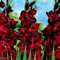 25x Glaïeul à grandes fleurs 'Black Jack' rouge