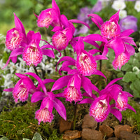 3x Pleione 'Tongariro' violet