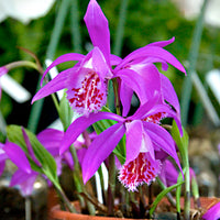 3x Pleione 'Tongariro' violet