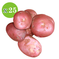 25x Pomme de terre Solanum 'Désirée'